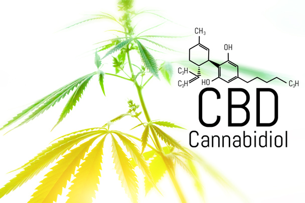 Concepto de cannabis como remedio universal, aceite farmacéutico de CBD
.  - Foto, imagen