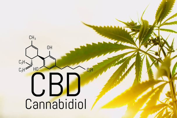 Concetto di cannabis come rimedio universale, olio di CBD farmaceutico
.  - Foto, immagini