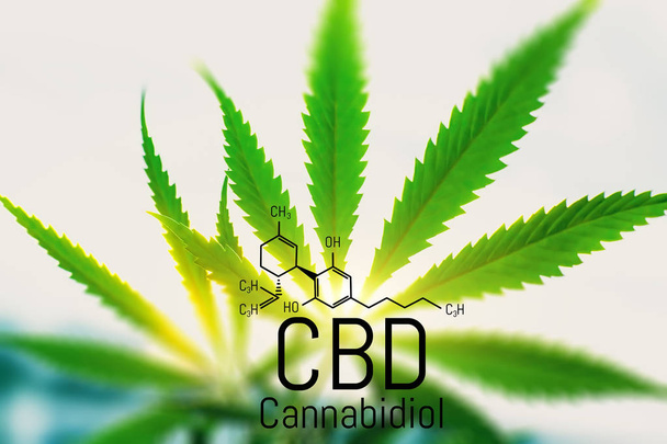 Cannabis concept as a universal remedy, pharmaceutical CBD oil.  - Фото, изображение