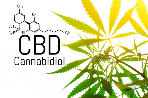 Concetto di cannabis come rimedio universale, olio di CBD farmaceutico
.  - Foto, immagini