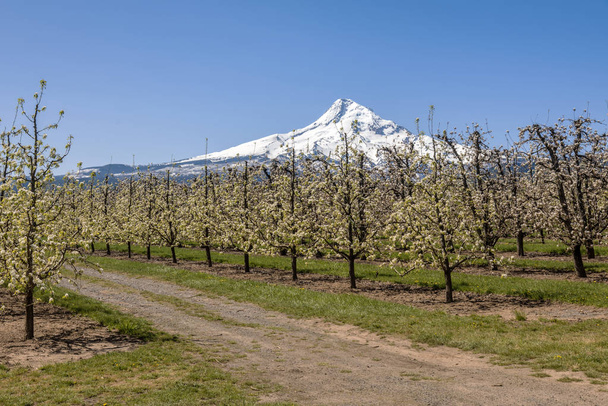 Farmland fák és a Mt. Hood Oregon állam. - Fotó, kép