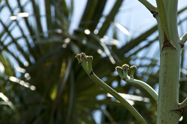 blízkina velkých Agave květinových poupat - Fotografie, Obrázek