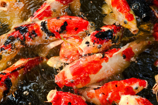 Kolorowy obraz zbliżenie koi lub karpia ryba, która jest Japońska - Zdjęcie, obraz