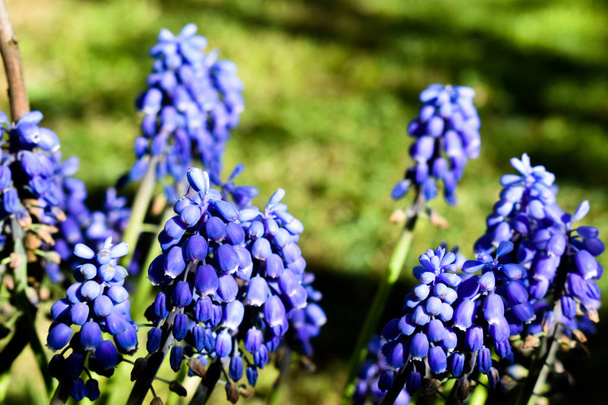 Kaunis sininen Grape hyasintti - Muscari Neglectum kasvi
 - Valokuva, kuva