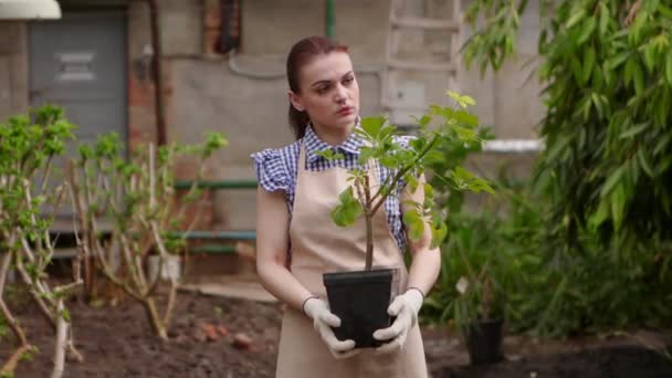 Mujer jardinero en invernadero está sosteniendo la olla con la planta en las manos mirando en cámara y sonriendo
. - Imágenes, Vídeo
