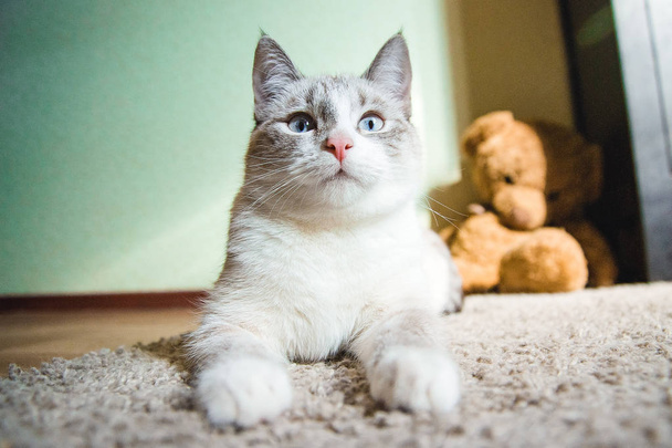 Белая кошка лежит на ковре в позе Сфинкса и смотрит вверх
 - Фото, изображение