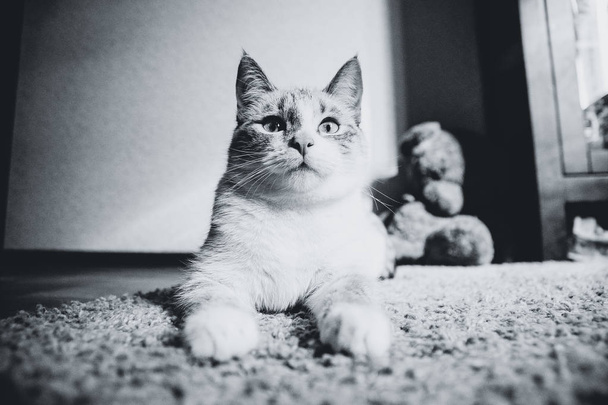 Beyaz kedi, Sfenks pozunda halıya uzanmış, yukarı bakıyor, siyah ve beyaz. - Fotoğraf, Görsel