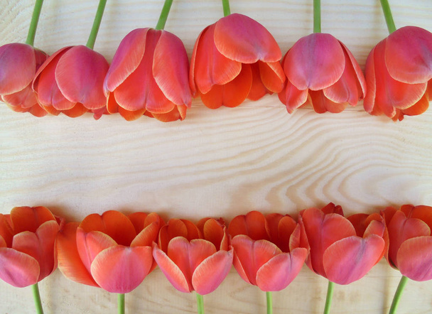 красивые красные и розовые тюльпаны выложены в два ряда на деревянной поверхности
 - Фото, изображение