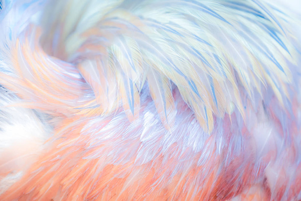 Delicadas plumas rosas y azules de un pájaro como fondo o telón de fondo
 - Foto, imagen