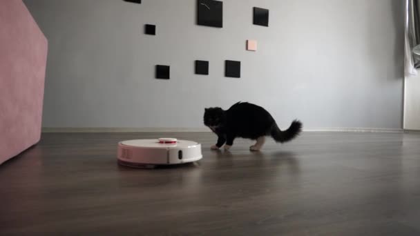 Robotic vacuum cleaner and scared pet. Smart technology in a modern house. - Filmmaterial, Video