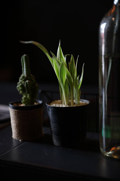plant on flowerpot in black background - Photo, Image