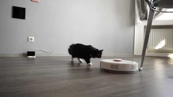 The cat looks at the smart robot vacuum cleaner sliding across the laminate. - Video, Çekim