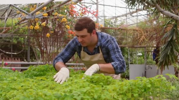 Άνθρωπος κηπουρός επιθεωρεί φύλλα μωρών φυτών στο θερμοκήπιο. - Πλάνα, βίντεο