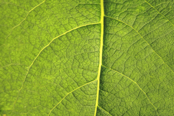 The texture of the green leaf. Closeup beautiful nature green leaf texture background. - Fotoğraf, Görsel
