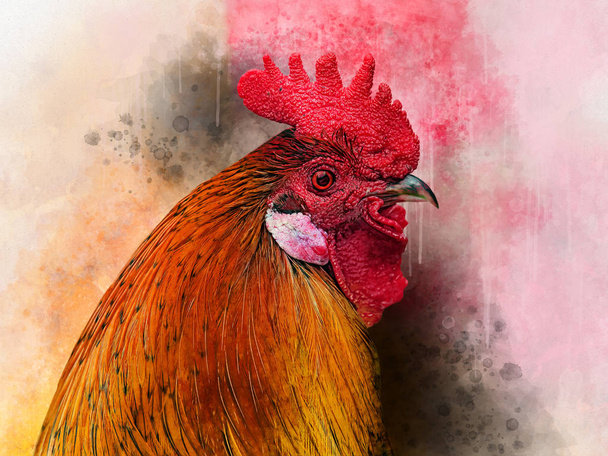 Watercolor Chicken. Hand drawn watercolor cock, bird illustration - Photo, Image