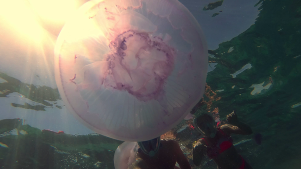 mężczyzna i dziewczyna nastolatek pływają w Morzu Czerwonym wśród fioletowych meduzy w masce pełnotwarzowe do nurkowania. dotykają Jellyfish. Widok podwodny. nurkowanie w rafie koralowej, urlop letni - Materiał filmowy, wideo