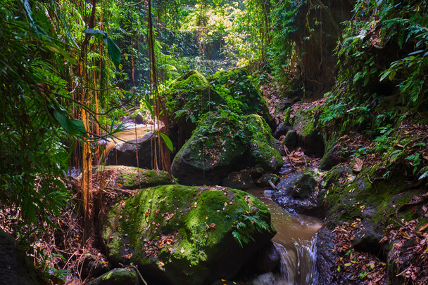 Morning light in beautiful jungle garden with small waterfall. The concept of ecological tourism - 写真・画像