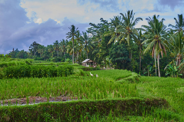 Small hut and ducks on trhe green organic rice field in Bali, Indonesia. Rice from the farmer's output. Light and shadow in nature. Spectacular views. Travel to non-touristic places of the island. - Фото, изображение