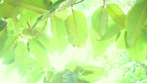 Tło natury-zbliżenie. Liściaste zielone drzewo tło - Materiał filmowy, wideo
