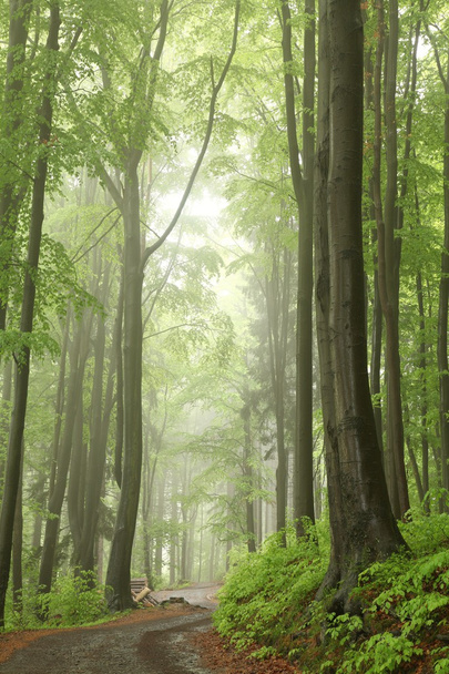 δάσος ομιχλώδη άνοιξη - Φωτογραφία, εικόνα