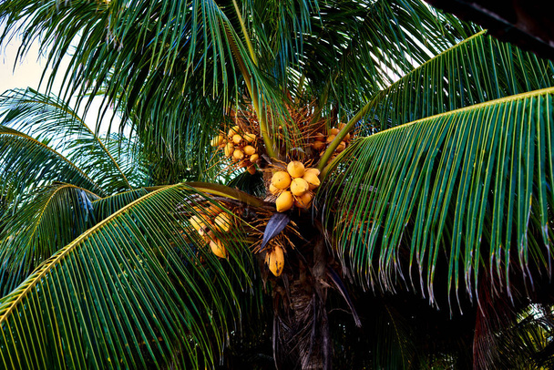 Кокосовые деревья против голубого неба. Пальмы на тропическом побережье
. - Фото, изображение
