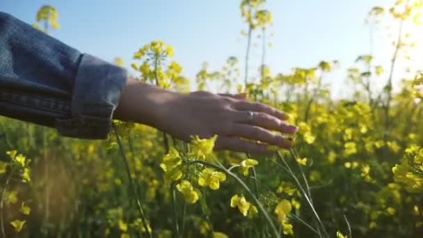 Romantic female hand touching the yellow rapeseed flowers in field in slo-mo                              Magnificent view of a young woman`s hand in a blue jacket moving and touching the blossoming rapeseed flowers in a huge ield in slo-mo - Séquence, vidéo