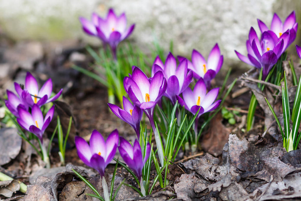 Crochi viola germinano in primavera in giardino. Simbolo
  - Foto, immagini
