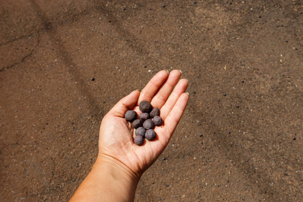 Bolitas de mineral de hierro taconita en la mano humana
 - Foto, imagen