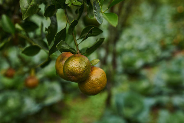 Natural food. Healthy eating, bio and organic food. Ripe juicy sweet orange mandarins on a tree in the orchard. Branch with fresh ripe tangerines and leaves. View of green garden. Selective focus. - Foto, Imagen