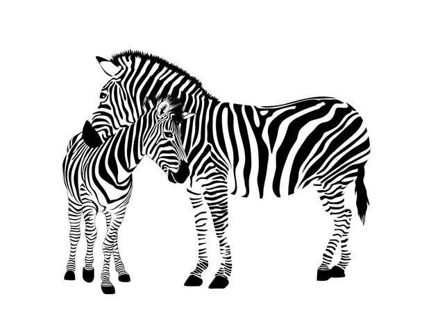 Zebra family.  Wild animal texture. Striped black and white. Vector illustration isolated on white background. - Διάνυσμα, εικόνα