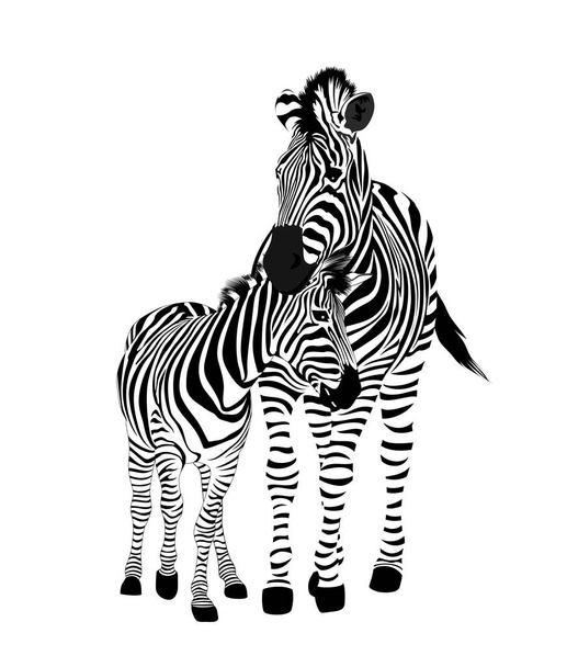 Zebra family.  Wild animal texture. Striped black and white. Vector illustration isolated on white background. - Vector, Image