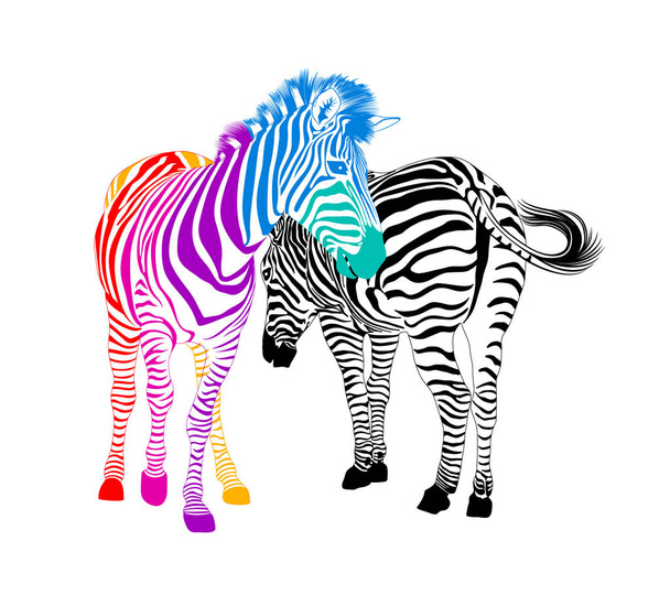 Casal Zebra. Textura animal selvagem. Listrado preto e colorido. Ilustração vetorial. isolado em fundo branco
. - Vetor, Imagem