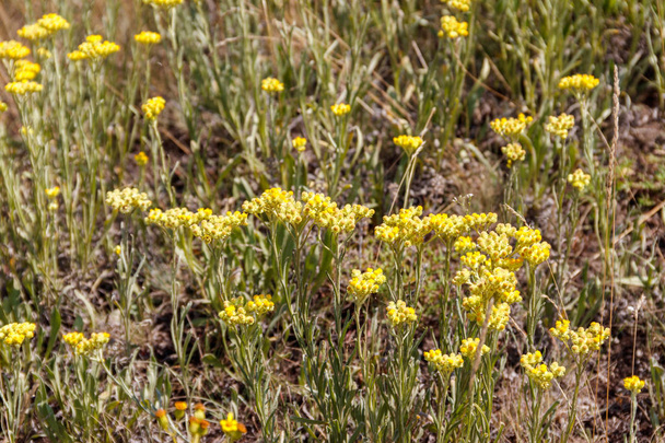 Helichrysum arenarium no prado
 - Foto, Imagem