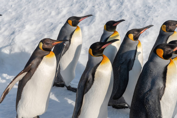 Pingvin séta felvonulás show a hóban - Fotó, kép