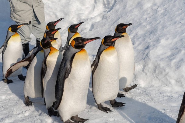 Défilé pédestre des pingouins sur neige
 - Photo, image