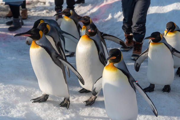 Pinguïn Walking Parade show op sneeuw - Foto, afbeelding