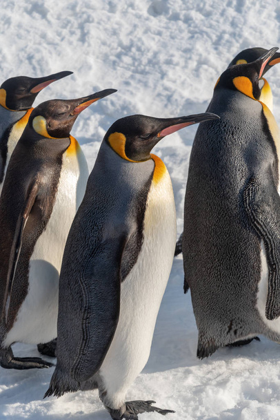 Pingwin spaceru parada pokazać na śniegu - Zdjęcie, obraz