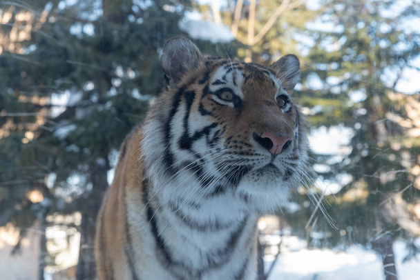 Tigre au zoo d'Asahikawa à Asahikawa
 - Photo, image