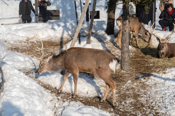 Sika Deer in Asahiyama Zoo  - Foto, afbeelding