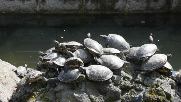 Tartaruga e tartaruga em design de decoração de pedra na lagoa de jardim estilo japonês no jardim de ameixa Naritasan do parque público Narita na Prefeitura de Chiba, em Tóquio, Japão
 - Filmagem, Vídeo