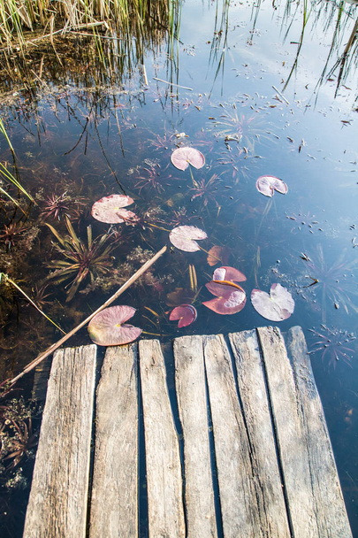 old wooden berth leads to the lake with reeds and water lilies - Photo, Image