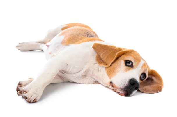 Cute funny dog on white background - Foto, Imagen