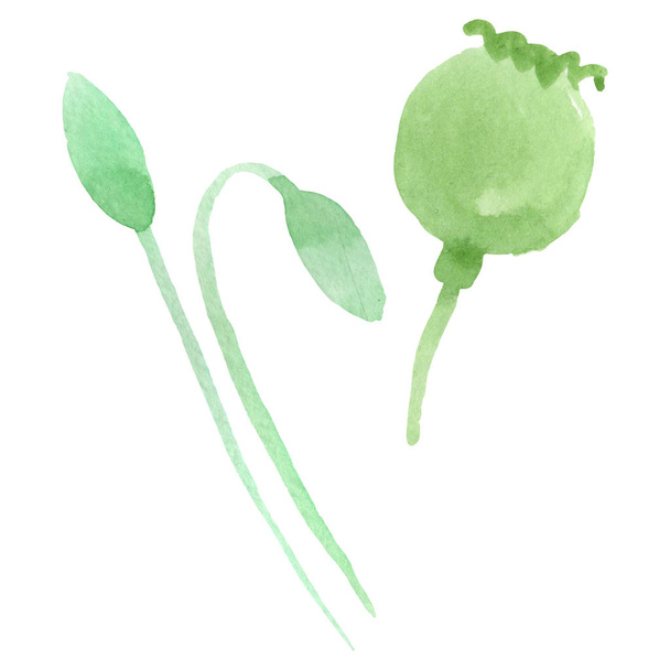 Green poppy buds isolated on white. Watercolor background set.  - Foto, afbeelding