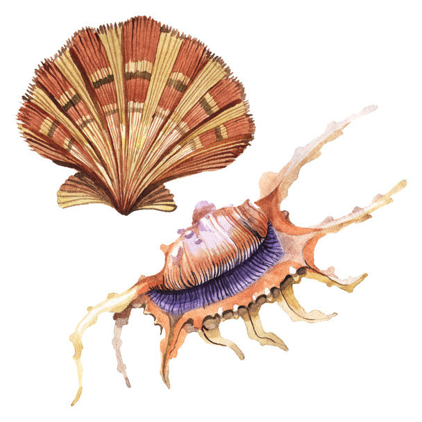 Elementos tropicales de conchas marinas aislados en blanco. Acuarela fondo ilustración conjunto
.  - Foto, Imagen