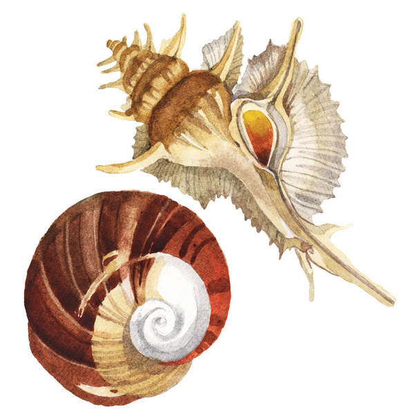Seashells tropical elements isolated on white. Watercolor background illustration set.  - Photo, Image