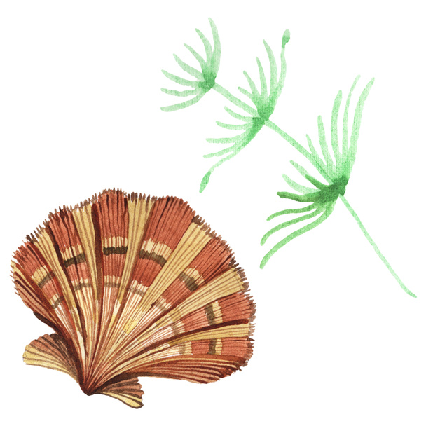 Elementos tropicales de concha y algas marinas aislados en blanco. Acuarela fondo ilustración conjunto
.  - Foto, Imagen