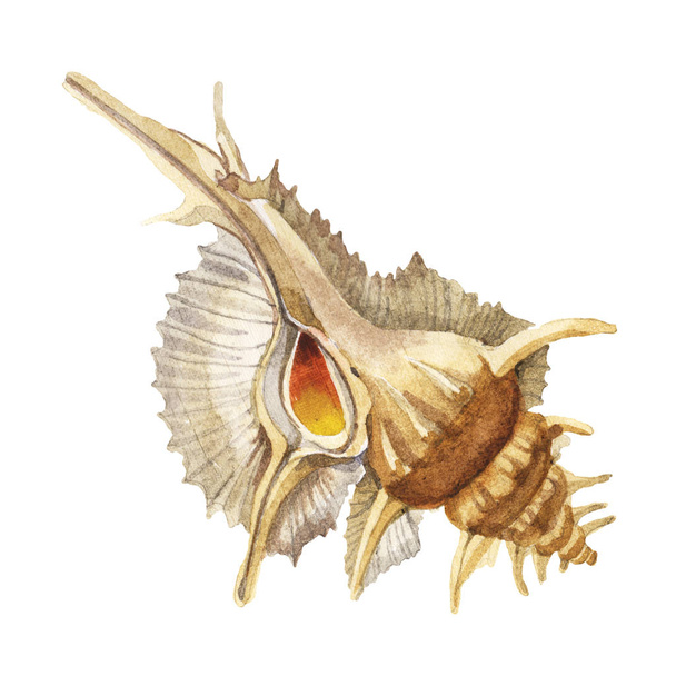 Seashell tropical element isolated on white. Watercolor background illustration  - Photo, Image