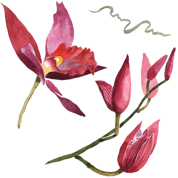 Marsala Orchideen isoliert auf weiß. Aquarell Hintergrund Illustration Set.  - Foto, Bild