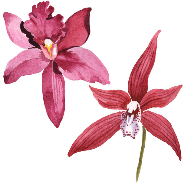 Marsala orchidejemi izolovaná na bílém. Akvarel – sada ilustrace.  - Fotografie, Obrázek