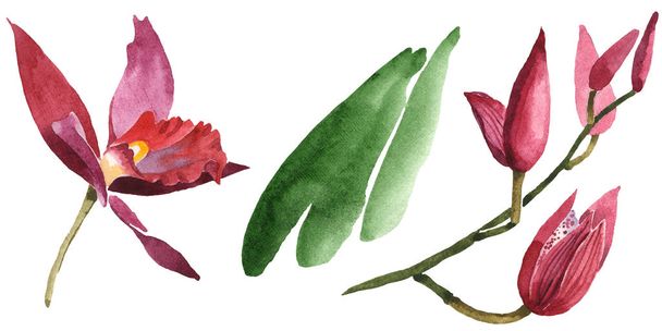 Marsala orchids with green leaves isolated on white. Watercolor background illustration set.  - Foto, imagen